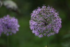 Allium aflatunense