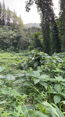 Brugmansia suaveolens