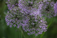 Allium aflatunense