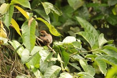 Cisticola chubbi