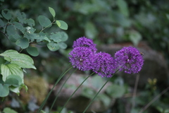 Allium aflatunense