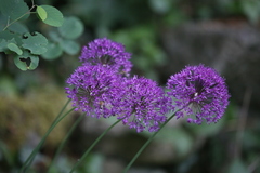 Allium aflatunense