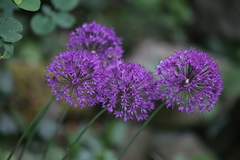Allium aflatunense