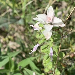 Syncolostemon bracteosus