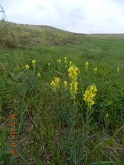 Linaria
