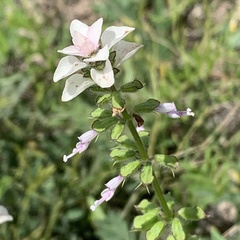 Syncolostemon bracteosus