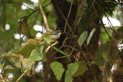 Apalis cinerea