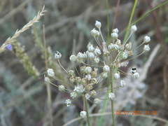 Allium inaequale
