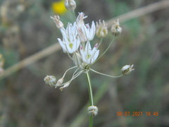 Allium inaequale