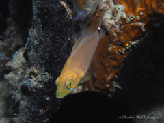 Hypoplectrus unicolor