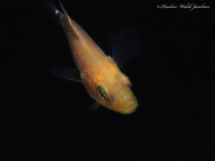 Hypoplectrus unicolor