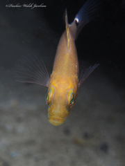 Hypoplectrus unicolor