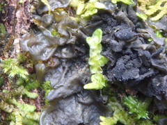 Collema subflaccidum