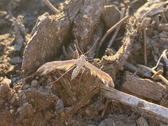 Singularia alternaria