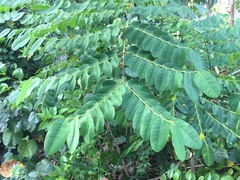 Adenanthera