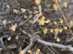 Singularia alternaria