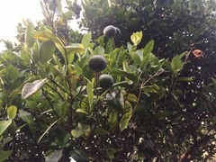 Citrus deliciosa