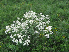 Crambe steveniana