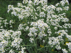 Crambe steveniana