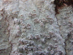 Lecanora caesiorubella caesiorubella