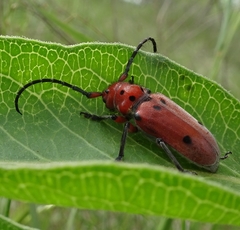 Tetraopes texanus