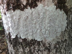 Lecanora caesiorubella caesiorubella