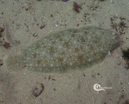 Senegalese Sole