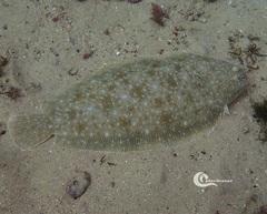 Solea senegalensis