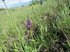 Anacamptis morio picta