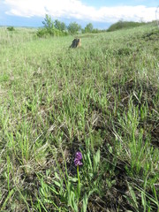 Anacamptis morio picta