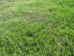 Anacamptis morio picta