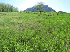 Anacamptis morio picta