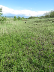 Anacamptis morio picta