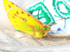 Colias vauthierii
