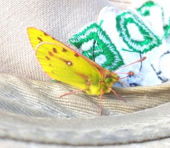 Colias vauthierii