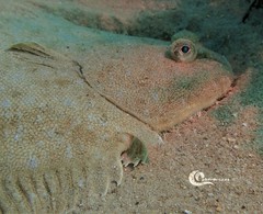 Solea senegalensis