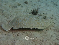 Solea senegalensis
