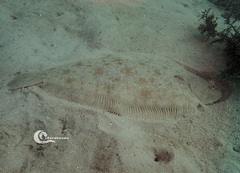 Solea senegalensis
