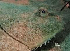 Solea senegalensis