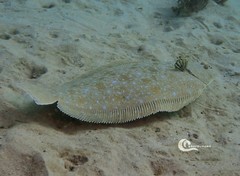 Solea senegalensis