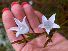 Prismatocarpus campanuloides