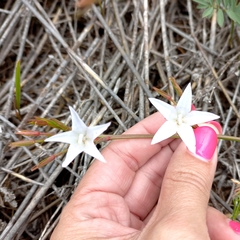 Prismatocarpus campanuloides