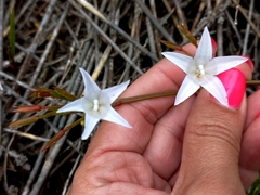 Prismatocarpus campanuloides