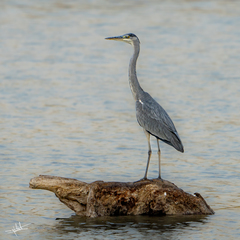 Ardea cinerea