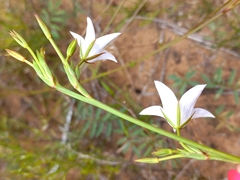 Prismatocarpus campanuloides