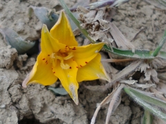 Alstroemeria patagonica
