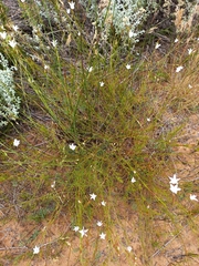 Prismatocarpus campanuloides