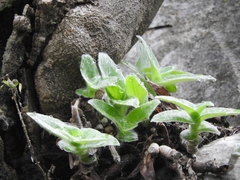 Tradescantia sillamontana