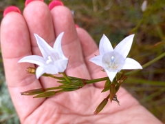 Prismatocarpus campanuloides