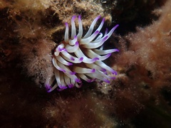 Epiactis australiensis